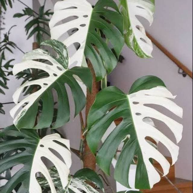 Promo Bonggol Monstera Variegata Monstera Variegata Not Specified Shopee Indonesia