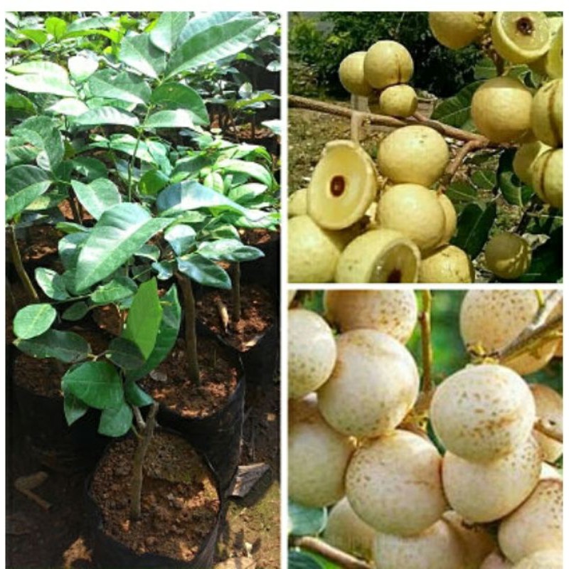 

bibit kelengkeng super
