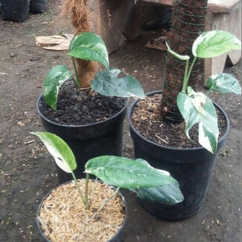 Tanaman Hias Epipremnum pinatum variegata