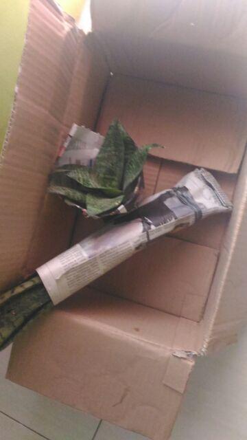 Tanaman Hias Sansivera Penyejuk,penyeteril Udara