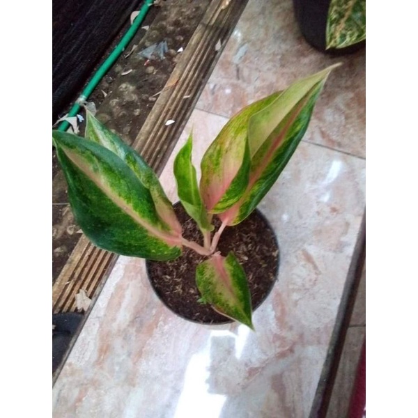 Aglonema golden sweet anakan
