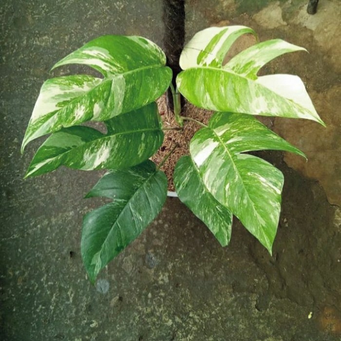 monstera epipremnum variegata / bibit epipremnum variegata