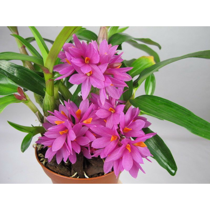 dendrobium hibiki