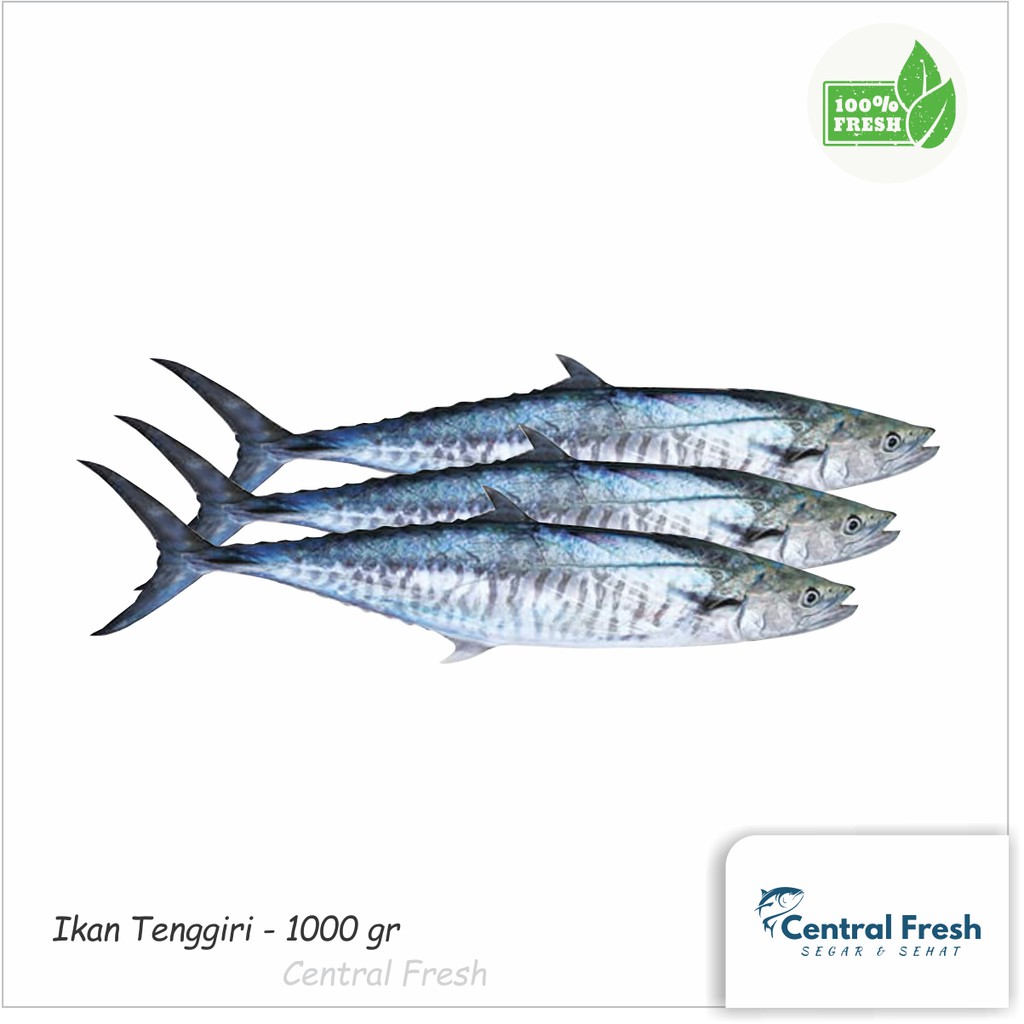 

Ikan Tenggiri Fresh Segar - 1000 gram