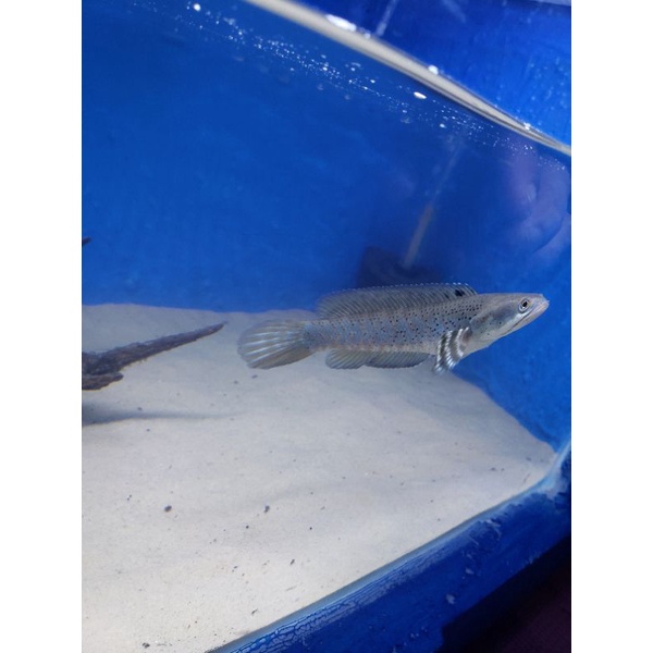 channa blue pulchra 15 cm