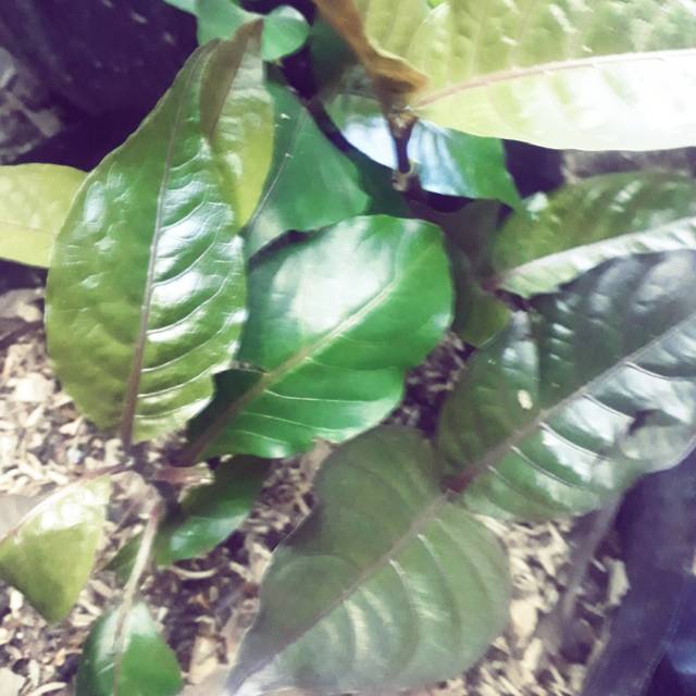 Bibit Daun Ungu / Bibit Handeuleum / Daun Ungu