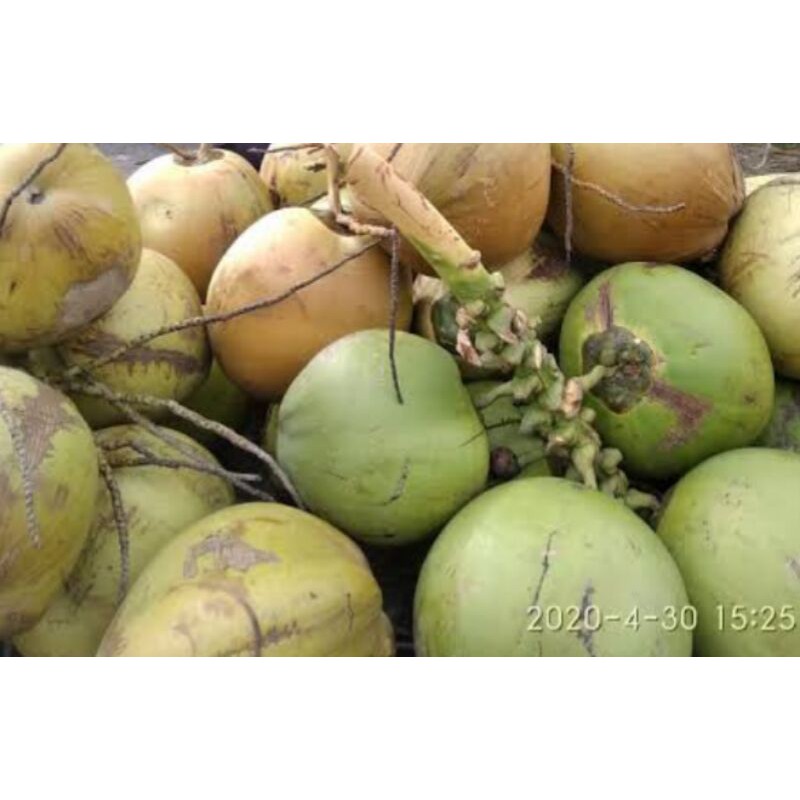 

KELAPA MUDA PER BUAH SAYUR SEGAR PALEMBANG