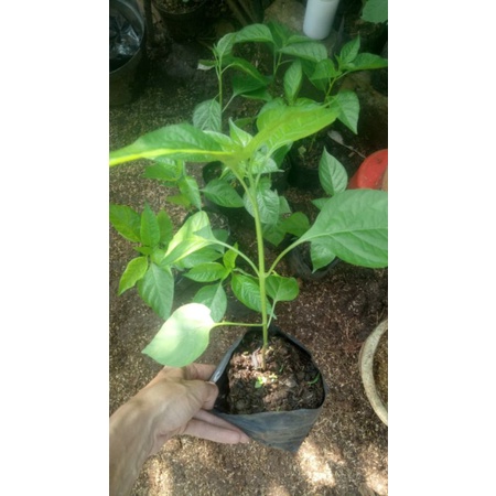 paket 5 pot bibit cabe rawit setan