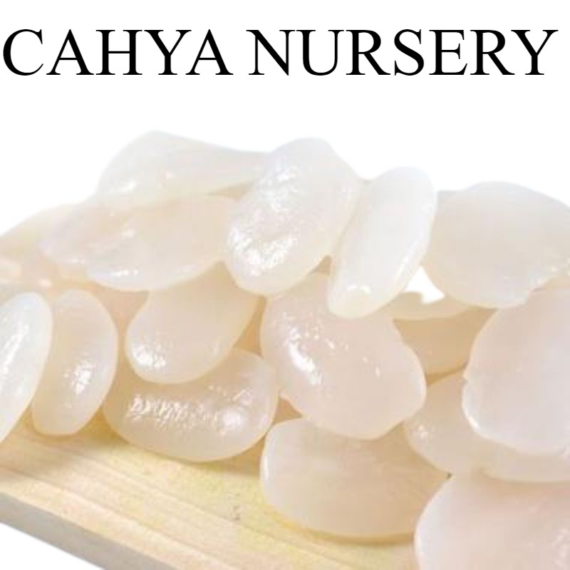 

Promo Kolangkaling muda 600 gram kolang kaling baru original