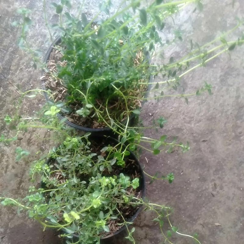 

Tanaman Timi Thyme minim order 2 pohon @ satuan