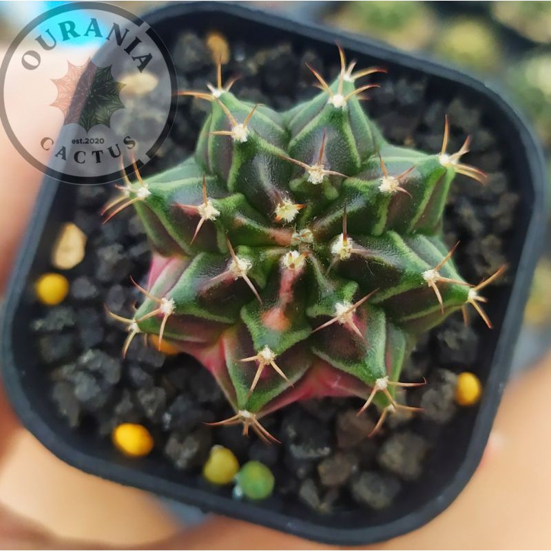 Kaktus Gymnocalycium Mihanovichi Variegata