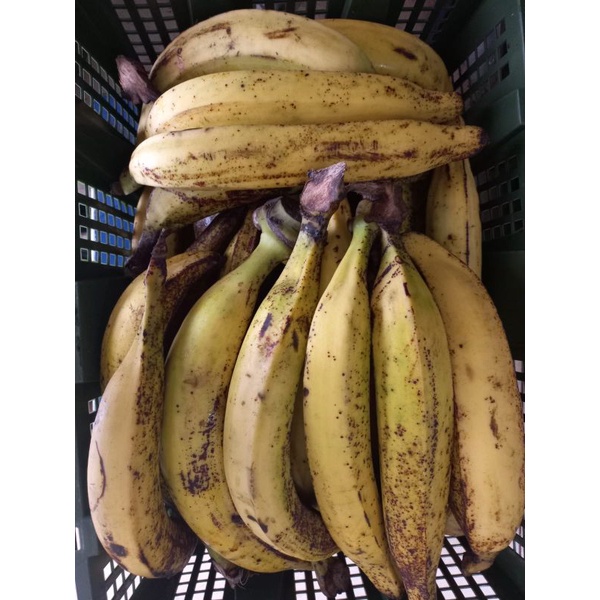 

PISANG TANDUK. PISANG KUNING. PISANG ENAK BS DI GORENG DAN DI KOLAK