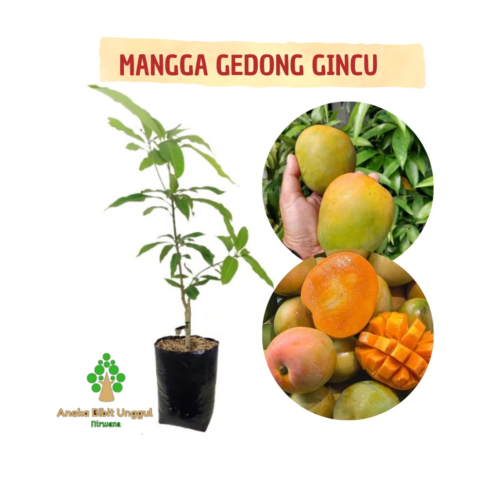 BIBIT MANGGA GEDONG GINCU - BIBIT MANGGA GEDONG - BIBIT POHON MANGGA GEDONG GINCU UNGGUL - BIBIT MAN