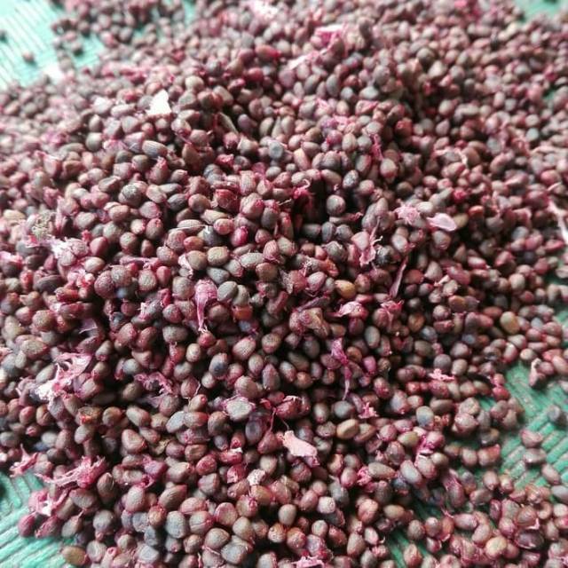

Biji honje laka atau honje merah untuk kesehatan herbal