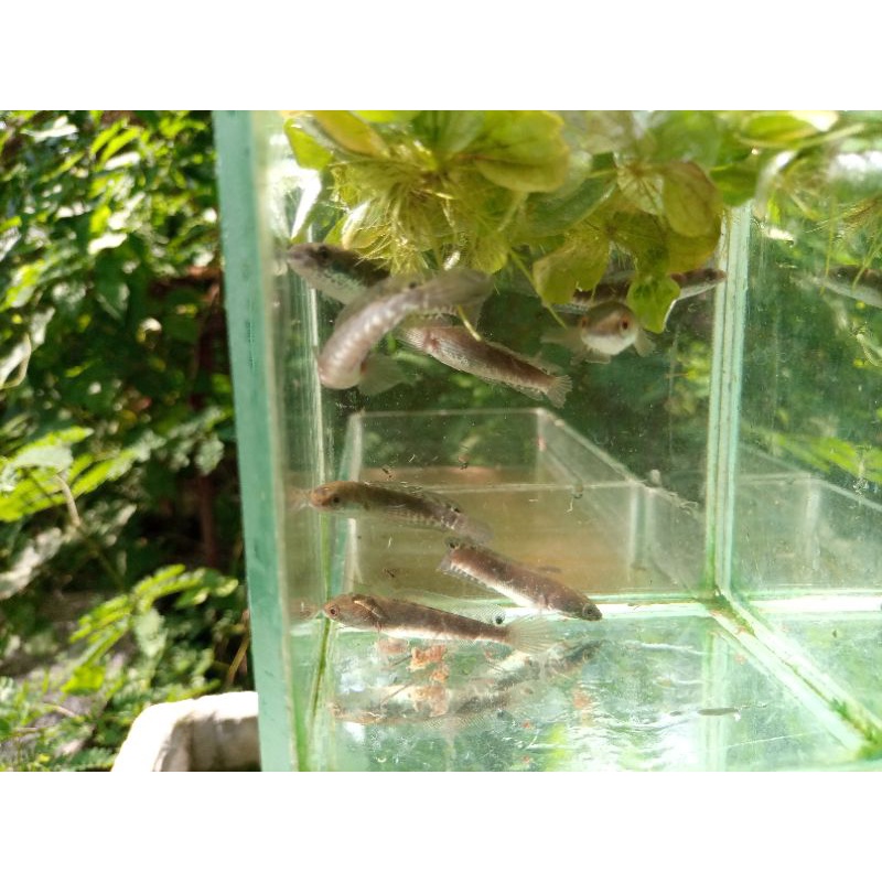 anakan ikan gabus size 5 cmm up