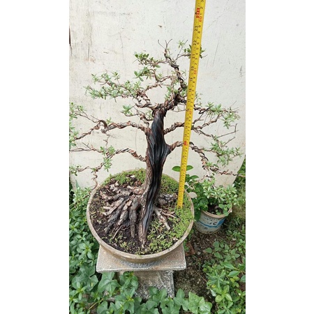 Bonsai Santigi Karang