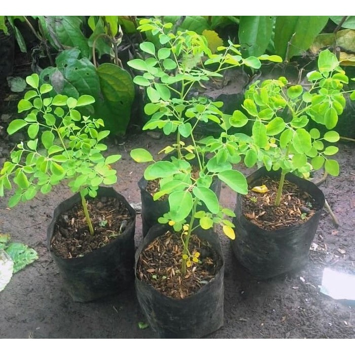 Pohon Kelor | bibit pohon kelor | tanaman hias kelor