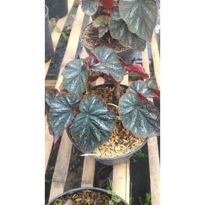 Begonia Silver Dan Jenis Begonia Lain Nya Shopee Indonesia