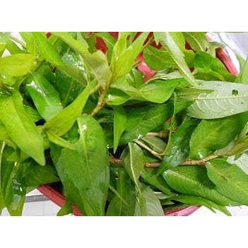 

DP Daun kesum / daun laksa leaf segar organik 250gram Baru