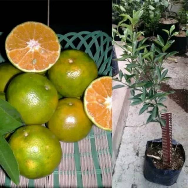 Bibit jeruk keprok Siam