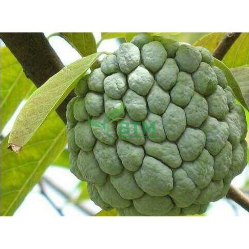 Bibit Tanaman Buah Srikaya Besar - Pohon Buah Srikaya Besar Asli - Bibit Buah