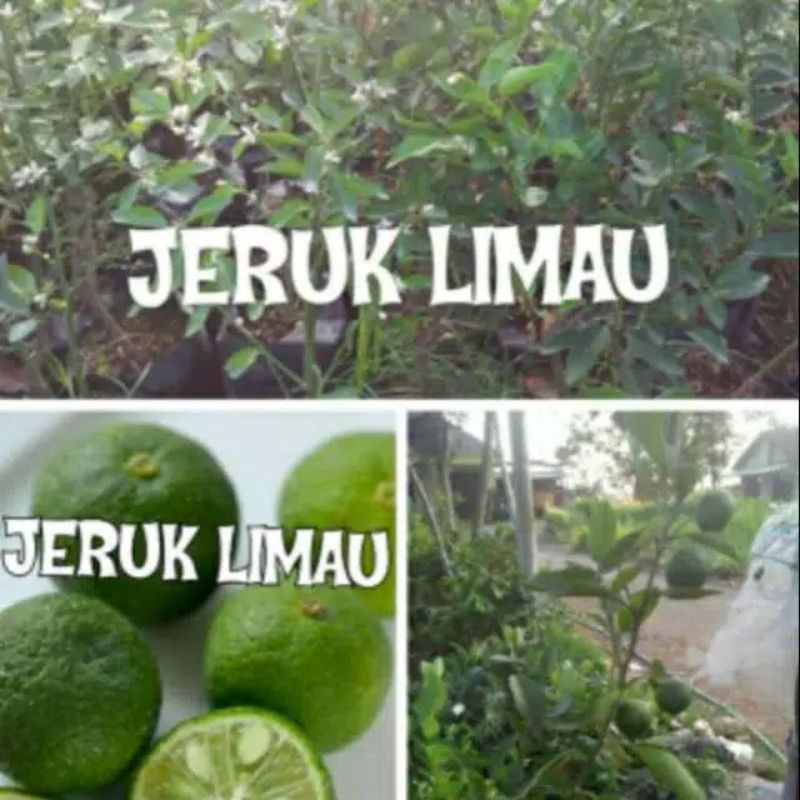 Bibit Jeruk limau Promo Terbatas