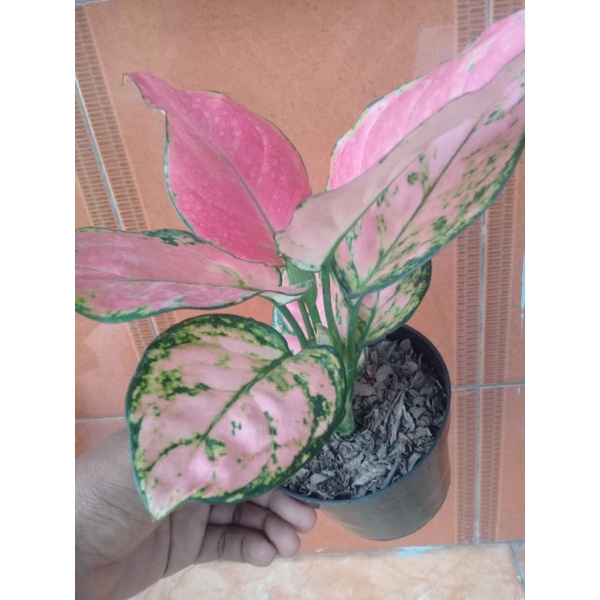 aglonema pink katrina