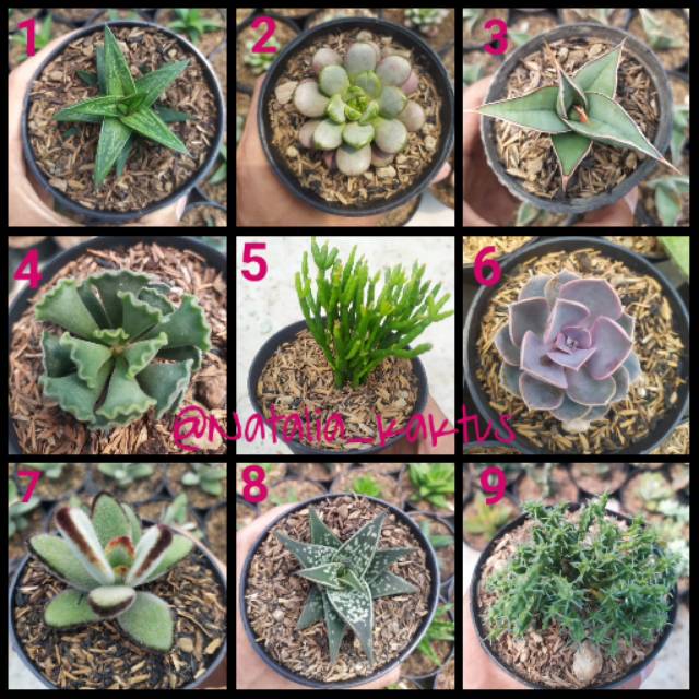  Tanaman  Hias  Kaktus Sekulen Ukuran  Besar  Shopee Indonesia