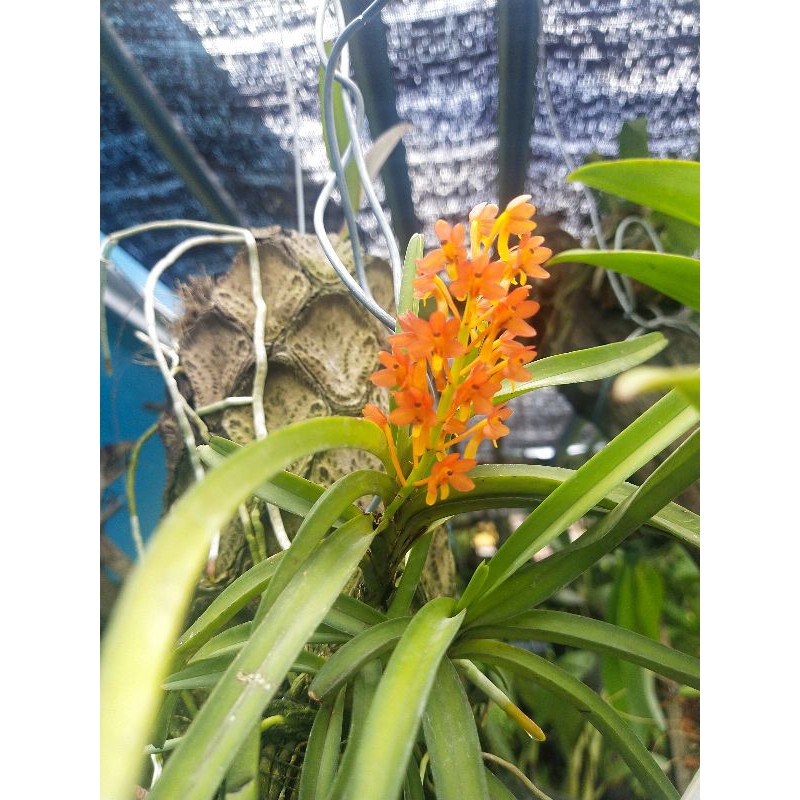 Vanda ascocentrum miniatum