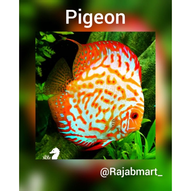 Discus pigeon ( 2in )