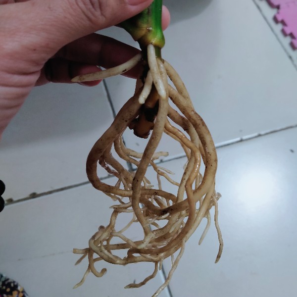 Tanaman Hias/bunga Hias Aglonema Heng Heng Indukan