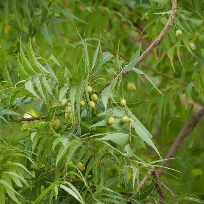 bibit mimba paket 3 bibit tanaman bibit murah