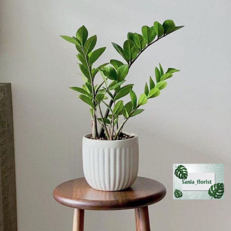 Tanaman Hias Jamia Culcas Zamia