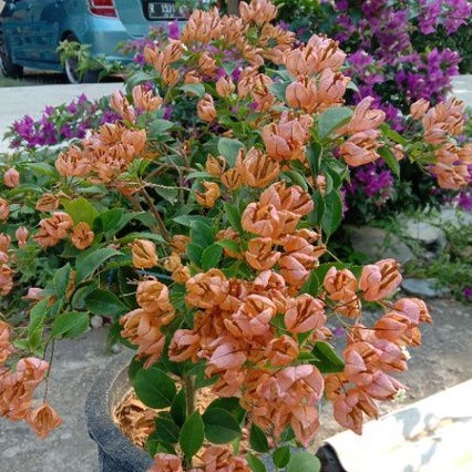 Bugenvil Anggur Orange(bibit)