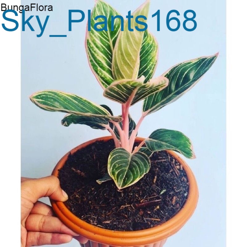 Anakan Aglonema Grek minion