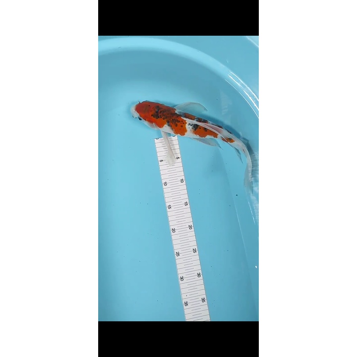 jual ikan koi kumpay slayer | ikan koi slayer aigoromo | Koi Blitar