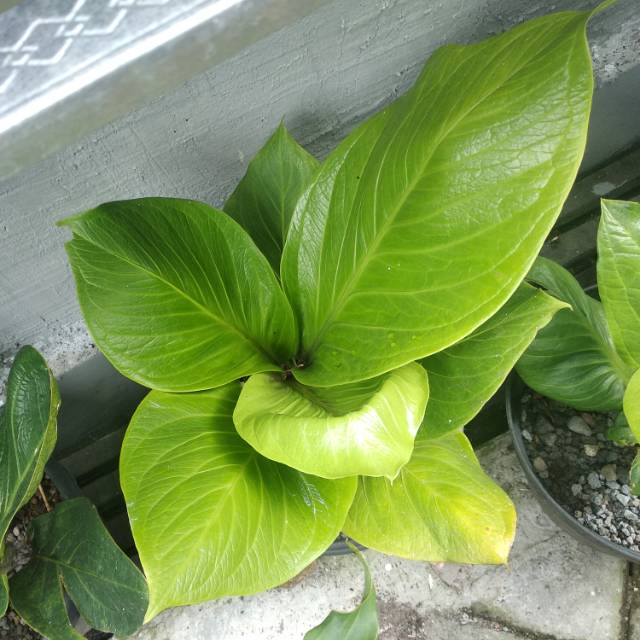 Athurium jemani kobra katalog