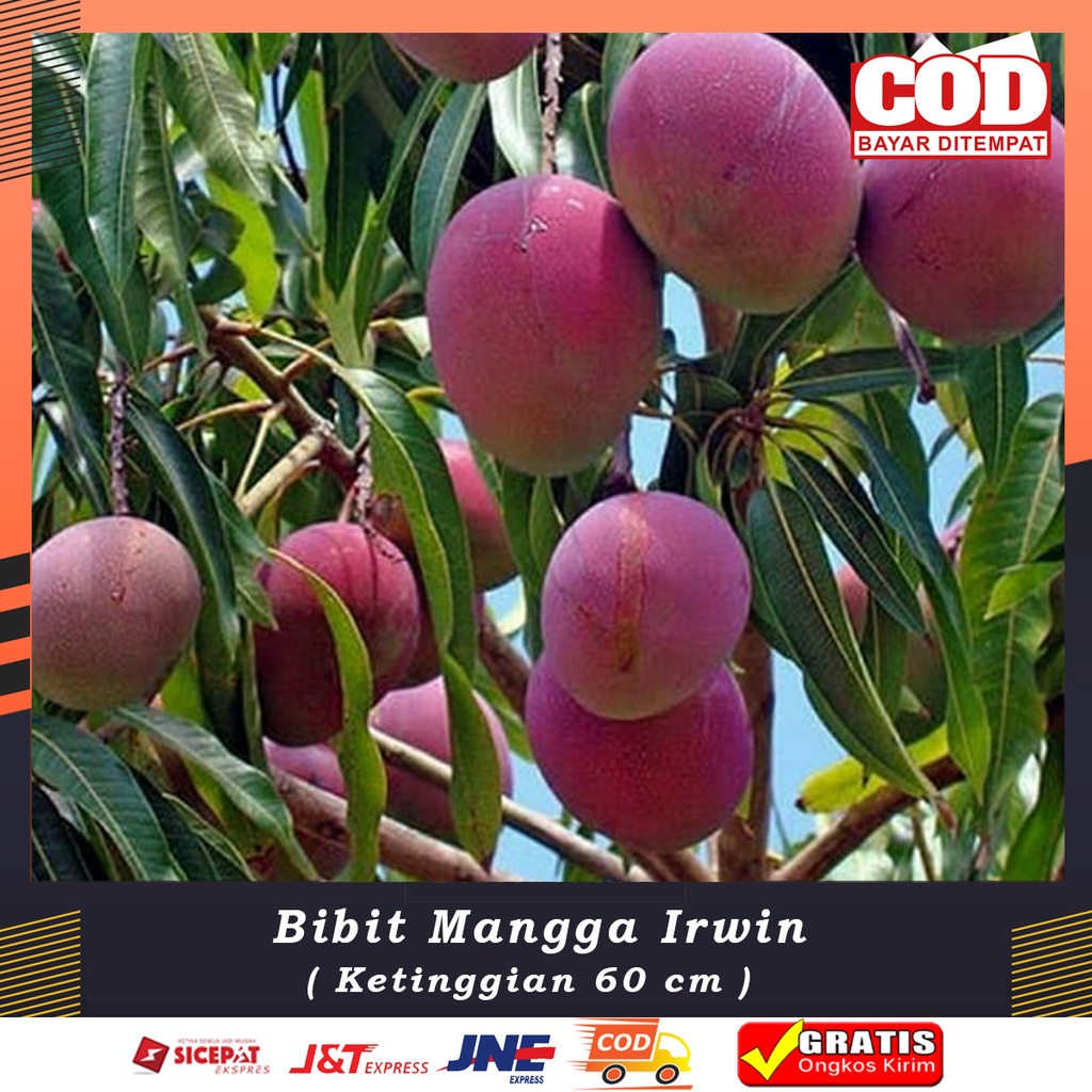 Bibit MANGGA IRWIN Bibit Buah Mangga Super BERGARANSI