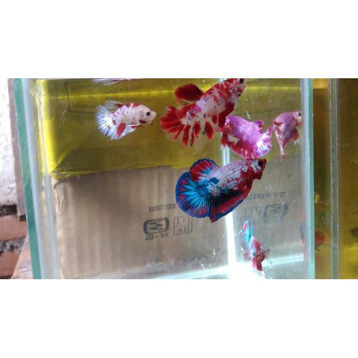 78 Koleksi Ikan Cupang Koi Emerald HD Terbaru