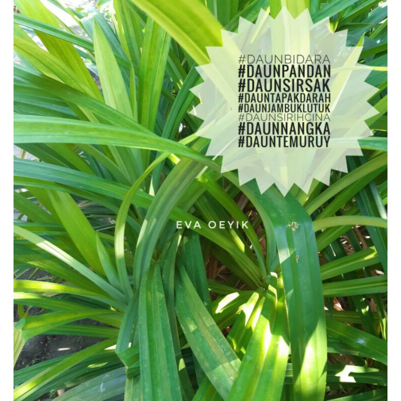 

Daun Pandan Segar organik Daun bidara Daun sirsak Daun Salam Daun temuruy herbal Daun jambu klutuk Daun nangka Daun tapakdara Daun sirih cina