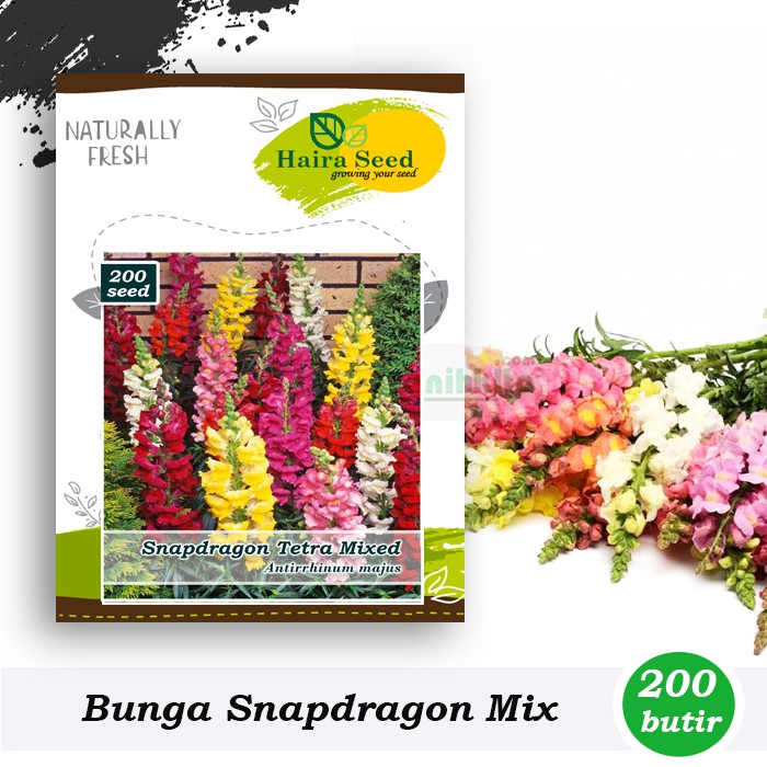 Benih-Bibit Bunga Snapdragon Tetra Mix (Haira Seed)