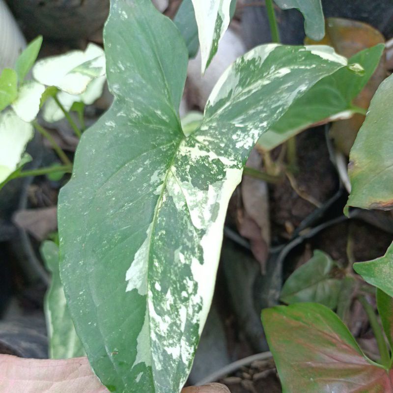 singonium variegata ..1 daun