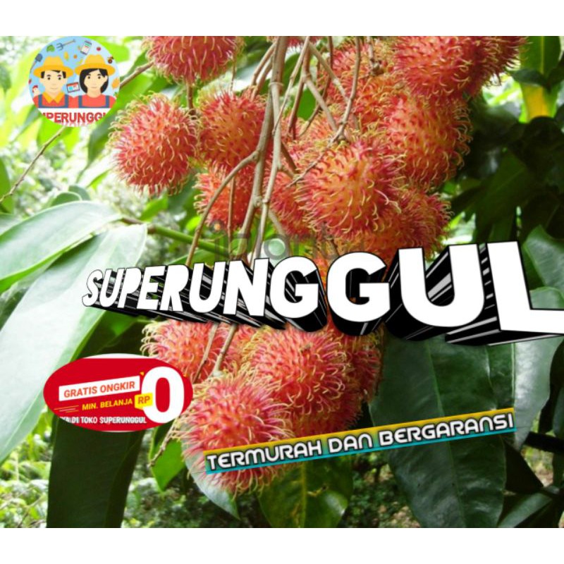 Bibit rambutan rapiah super