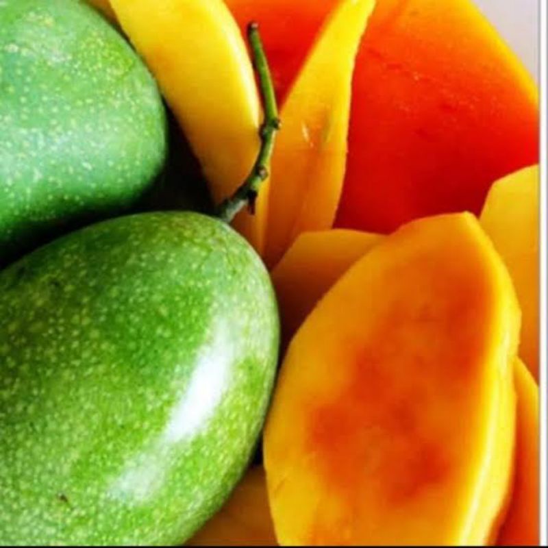 Bibit Mangga Madu/mangga manalagi