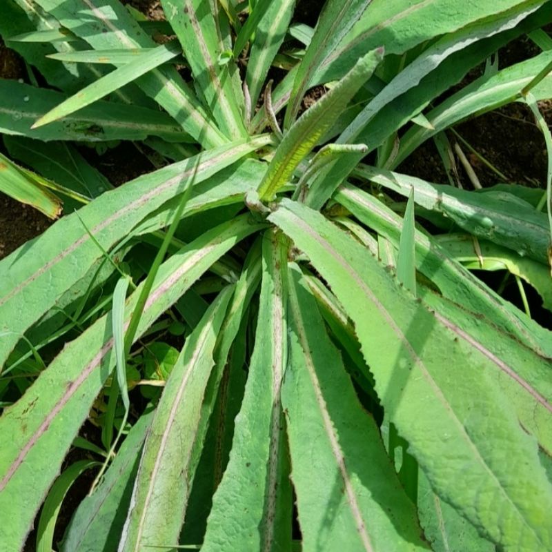 

DAUN TEMPUYUNG SEGAR DAUN TEMPUYUNG SEGAR per 500 grm