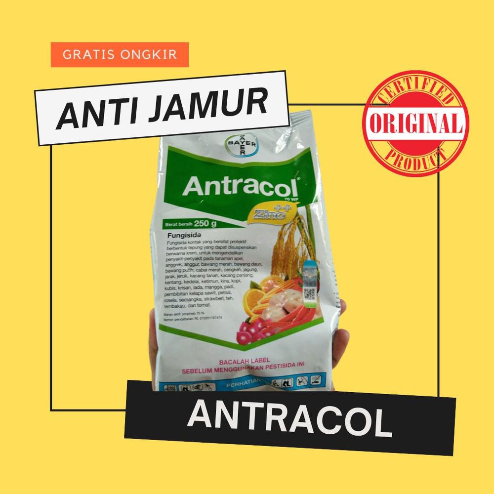 Antracol Fungisida Obat Anti Jamur Aglonema dan Tanaman Sayur Asli Kemasan Pabrik 250 Gram (KODE Z13