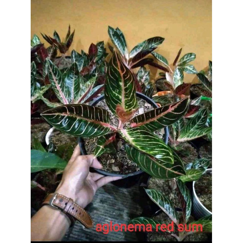 aglonema red sumatra/prid of sumatra/tanaman aglo