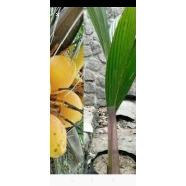Bibit kelapa gading