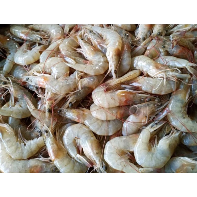 

Udang Segar Ukuran Sedang Berat 500 Grm