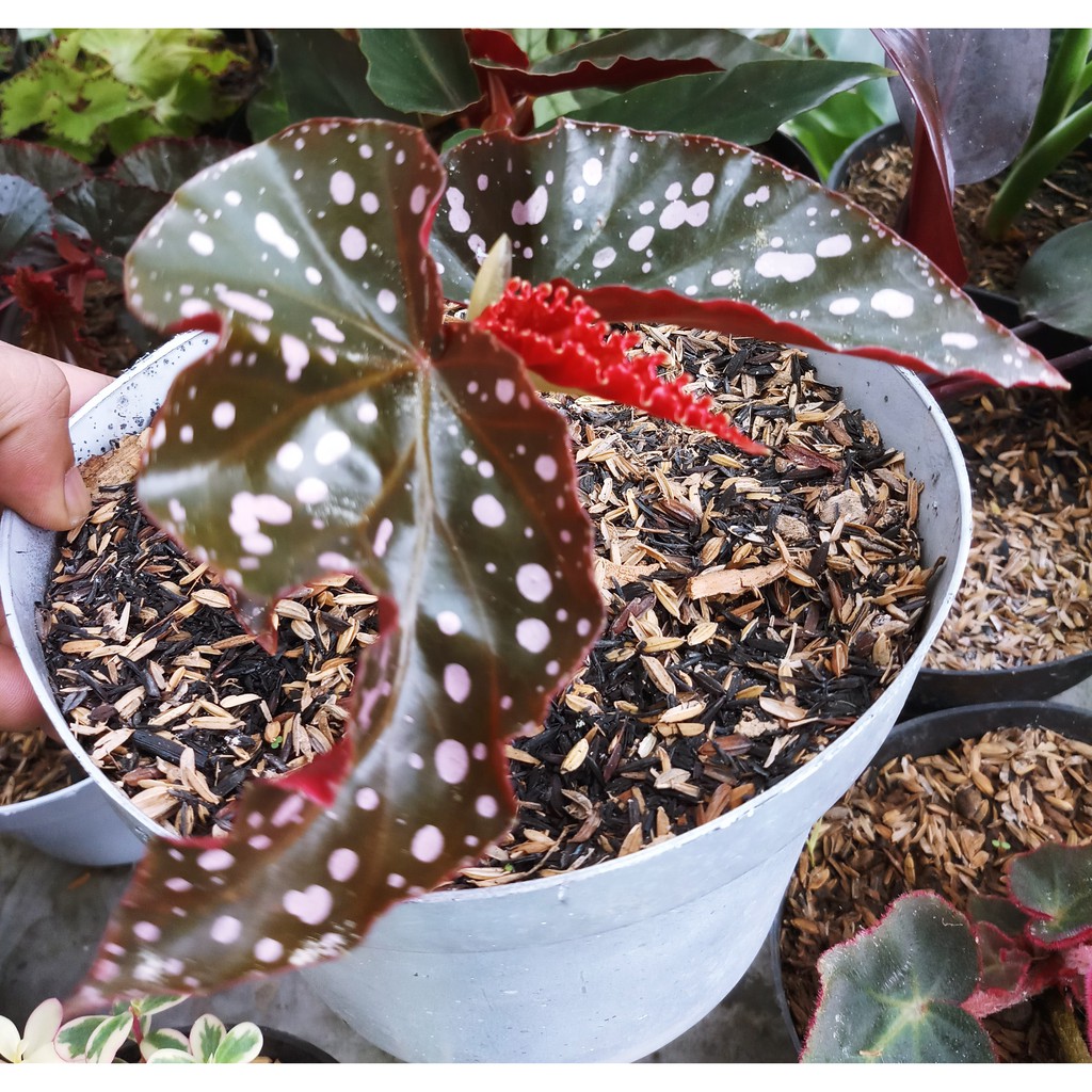 TANAMAN HIAS BEGONIA MACULATA MOCCA   POLKADOT BLACK   Shopee ...